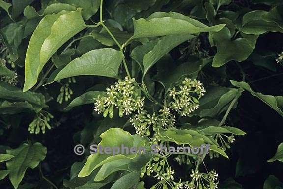 smilax californica 1 graphic